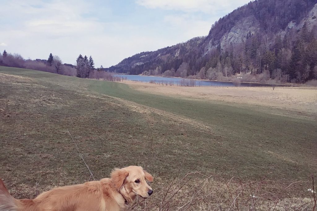 Un chien dans une pleine près d'un lac en montagne.